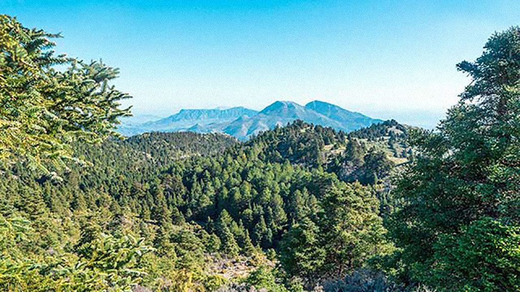 Pine forest around Marbella 