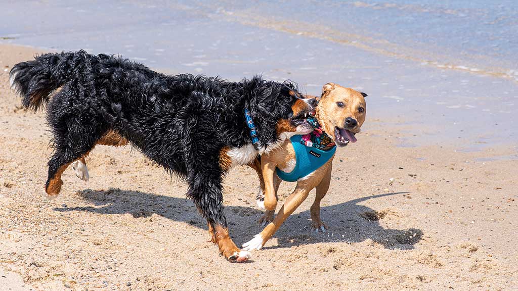 chien fou sur la plage