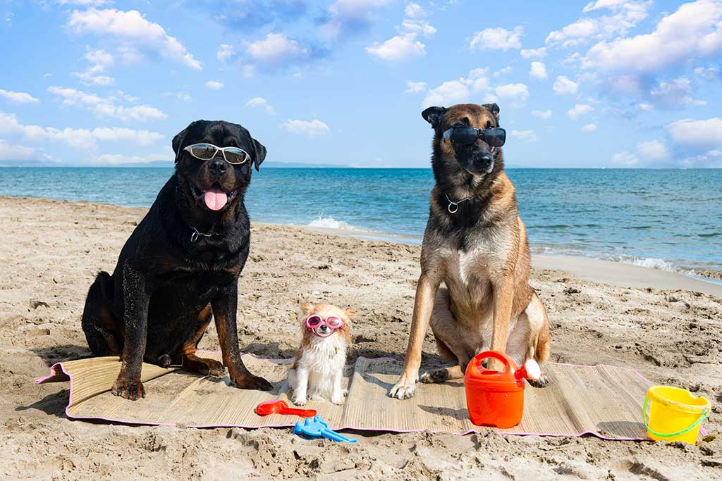 Should you Take Your Pet on Holiday to Marbella? The Arguments for and Against