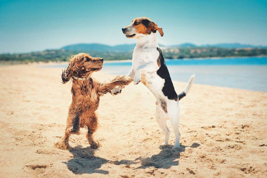 Spend Time with your Furry Friends - 10 things to do at the beach in marbella out of season