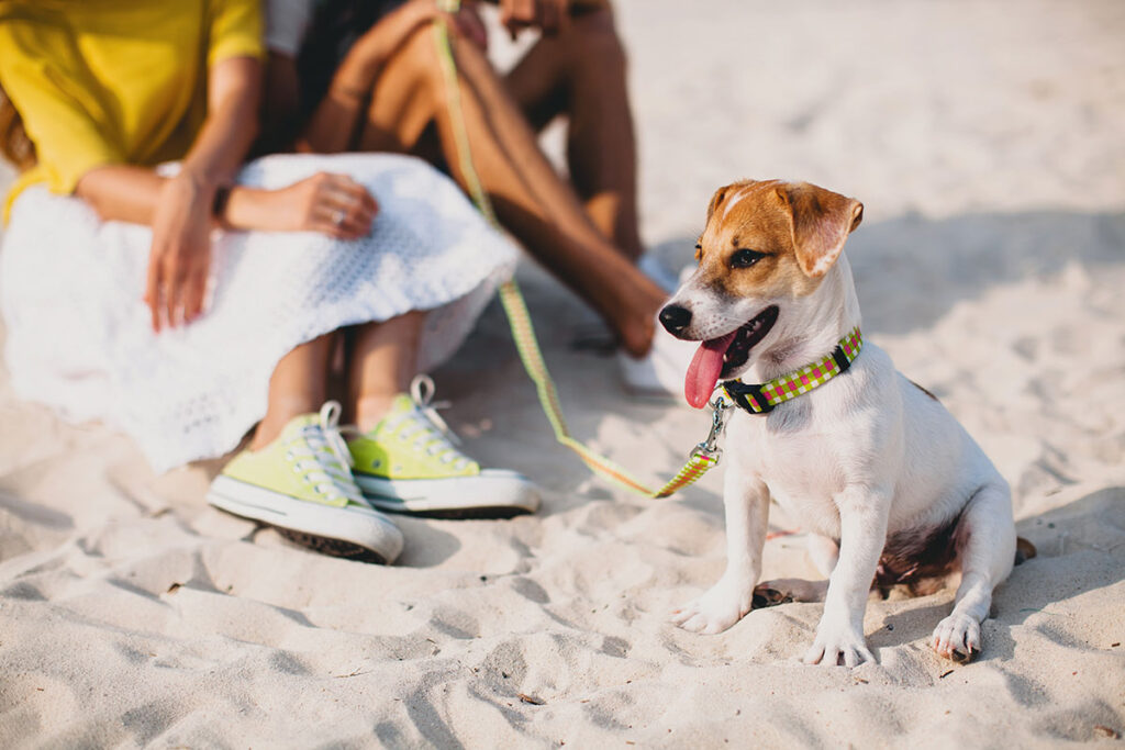 Chien Jack Russell assis sur la plage