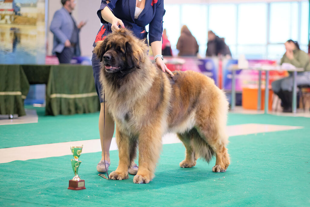 Le chien reçoit le prix - Événements et activités acceptant les animaux de compagnie